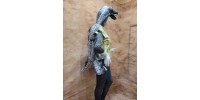 Crocodile 